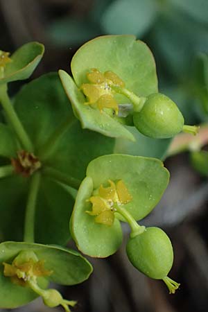 Euphorbia saxatilis \ Fels-Wolfsmilch / Rock Spurge, A Bad V&ouml;slau 12.5.2025