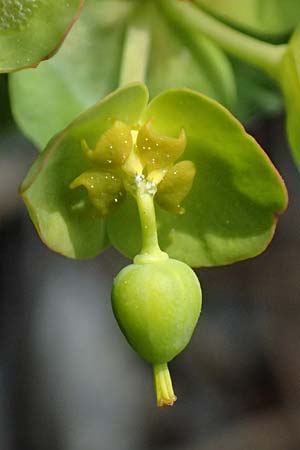 Euphorbia saxatilis \ Fels-Wolfsmilch / Rock Spurge, A Bad V&ouml;slau 12.5.2025