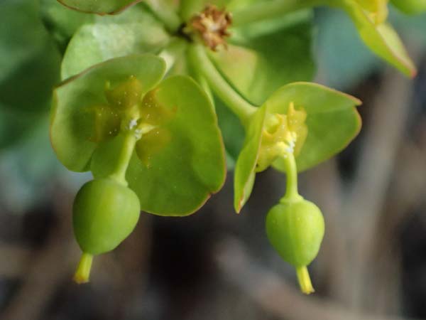 Euphorbia saxatilis \ Fels-Wolfsmilch / Rock Spurge, A Bad V&ouml;slau 12.5.2025