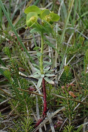 Euphorbia saxatilis \ Fels-Wolfsmilch / Rock Spurge, A Bad V&ouml;slau 12.5.2025