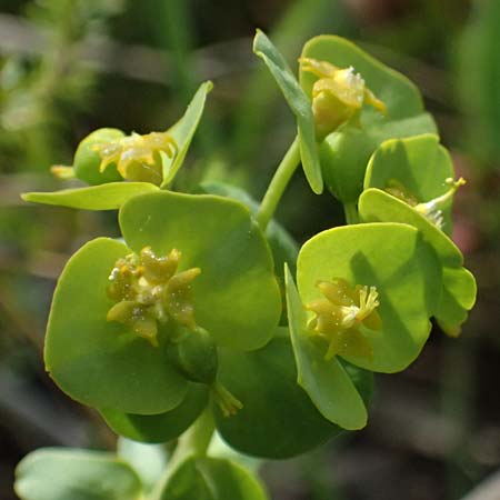 Euphorbia saxatilis \ Fels-Wolfsmilch / Rock Spurge, A Bad V&ouml;slau 12.5.2025
