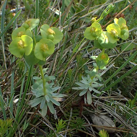 Euphorbia saxatilis \ Fels-Wolfsmilch / Rock Spurge, A Bad V&ouml;slau 12.5.2025