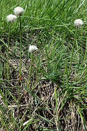 Eriophorum scheuchzeri \ Scheuchzers Wollgras / Scheuchzer's Cotton Grass, A Großglockner 30.6.2025