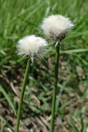 Eriophorum scheuchzeri \ Scheuchzers Wollgras / Scheuchzer's Cotton Grass, A Großglockner 30.6.2025