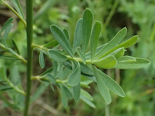Euphorbia segetalis ? \ Saat-Wolfsmilch / Grainfield Spurge, A Staatz 12.6.2026