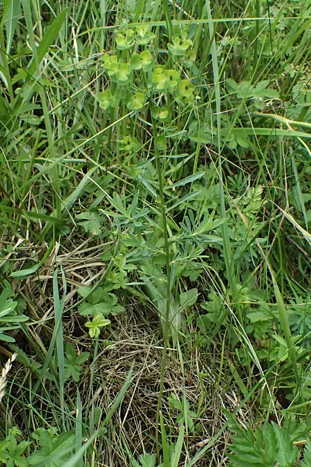 Euphorbia segetalis ? \ Saat-Wolfsmilch / Grainfield Spurge, A Staatz 12.6.2026