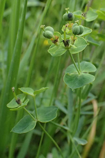 Euphorbia segetalis ? \ Saat-Wolfsmilch / Grainfield Spurge, A Staatz 12.6.2026