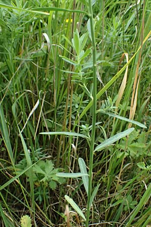 Euphorbia segetalis ? \ Saat-Wolfsmilch / Grainfield Spurge, A Staatz 12.6.2026