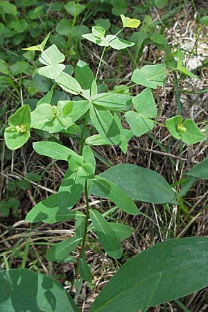 Euphorbia dulcis \ Se Wolfsmilch / Sweet Spurge, A Lechtal, Forchach 27.5.2007