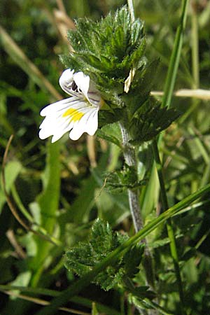 Euphrasia rostkoviana \ Gewhnlicher Augentrost / Common Eyebright, A Kärnten/Carinthia, Petzen 21.7.2007