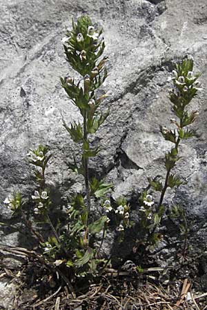 Euphrasia salisburgensis \ Salzburger Augentrost / Irish Eyebright, A Kärnten/Carinthia, Petzen 21.7.2007