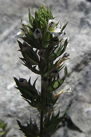 Euphrasia salisburgensis \ Salzburger Augentrost / Irish Eyebright, A Kärnten/Carinthia, Petzen 21.7.2007