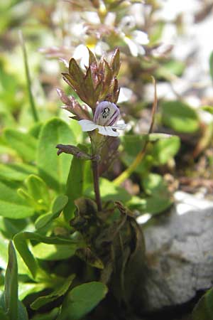 Euphrasia minima \ Zwerg-Augentrost / Dwarf Eyebright, A Dachstein 20.7.2010