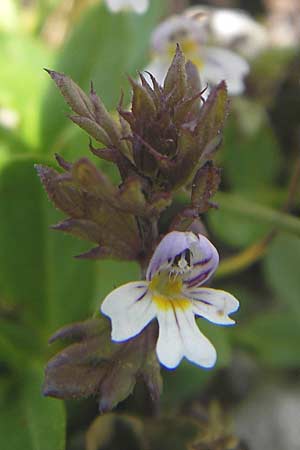 Euphrasia minima \ Zwerg-Augentrost / Dwarf Eyebright, A Dachstein 20.7.2010