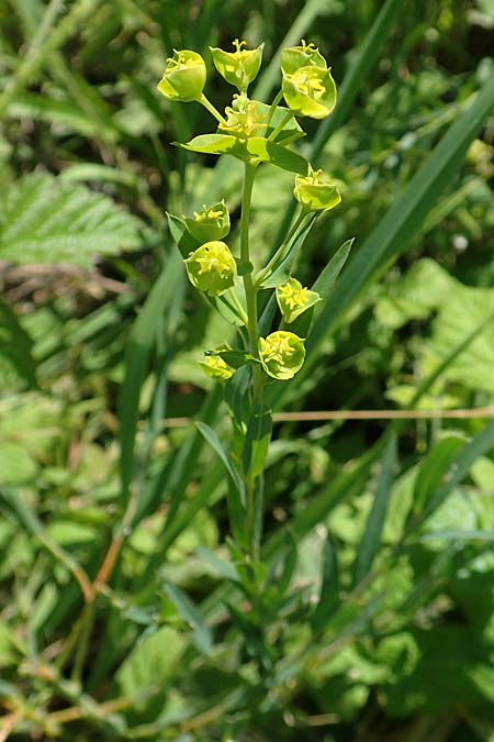 Euphorbia virgata \ Ruten-Wolfsmilch, Rutenfrmige Wolfsmilch / Leafy Spurge, A Weikersdorf am Steinfeld 2.7.2020
