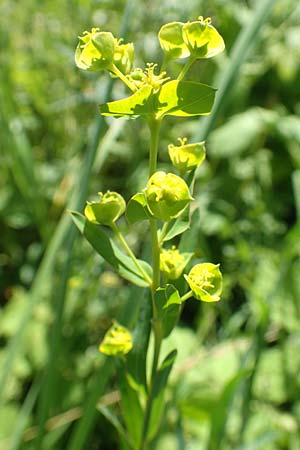 Euphorbia virgata \ Ruten-Wolfsmilch, Rutenfrmige Wolfsmilch / Leafy Spurge, A Weikersdorf am Steinfeld 2.7.2020