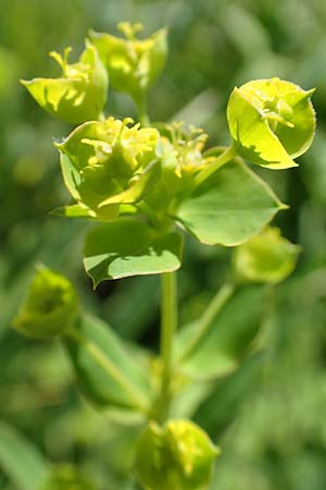 Euphorbia virgata \ Ruten-Wolfsmilch, Rutenfrmige Wolfsmilch / Leafy Spurge, A Weikersdorf am Steinfeld 2.7.2020