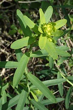 Euphorbia esula \ Esels-Wolfsmilch / Leafy Spurge, A Pulkau 9.5.2025