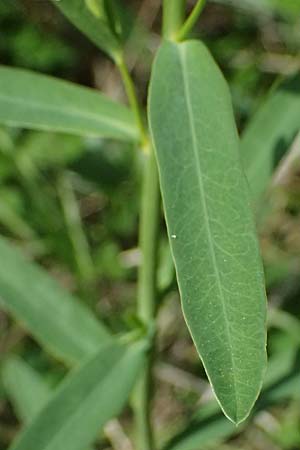 Euphorbia esula \ Esels-Wolfsmilch / Leafy Spurge, A Pulkau 9.5.2025