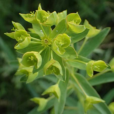 Euphorbia esula \ Esels-Wolfsmilch / Leafy Spurge, A Pulkau 9.5.2025