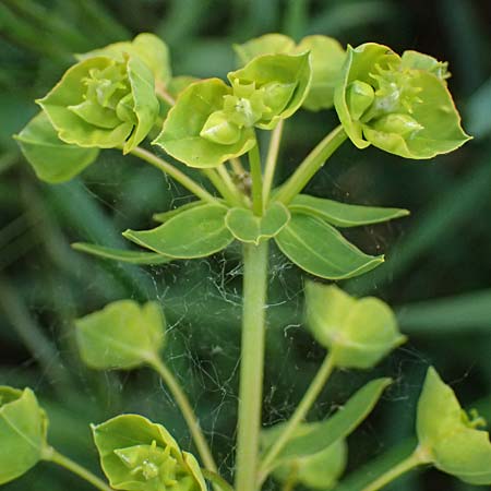 Euphorbia esula \ Esels-Wolfsmilch / Leafy Spurge, A Pulkau 9.5.2025