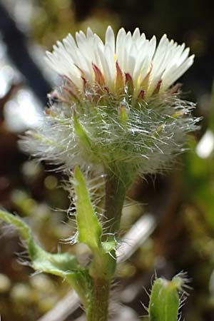Erigeron uniflorus \ Einkpfiges Berufkraut / Oneflower Fleabane, A Bad Gastein 29.6.2025
