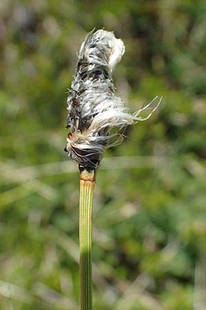 Eriophorum vaginatum \ Scheiden-Wollgras / Hare's-Tail Cotton Grass, A Niedere Tauern, Sölk-Pass 26.7.2021