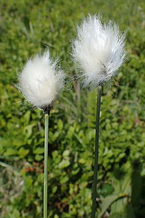 Eriophorum vaginatum \ Scheiden-Wollgras / Hare's-Tail Cotton Grass, A Niedere Tauern, Sölk-Pass 26.7.2021