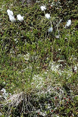 Eriophorum vaginatum \ Scheiden-Wollgras / Hare's-Tail Cotton Grass, A Bad Gastein 29.6.2025 Eriophorum vaginatum \ Scheiden-Wollgras / Hare's-Tail Cotton Grass, A Bad Gastein 29.6.2025