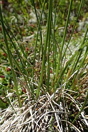 Eriophorum vaginatum \ Scheiden-Wollgras / Hare's-Tail Cotton Grass, A Bad Gastein 29.6.2025 Eriophorum vaginatum \ Scheiden-Wollgras / Hare's-Tail Cotton Grass, A Bad Gastein 29.6.2025