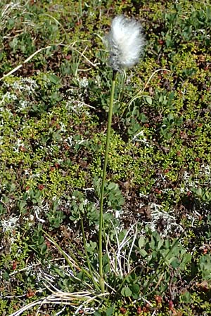 Eriophorum vaginatum \ Scheiden-Wollgras / Hare's-Tail Cotton Grass, A Bad Gastein 29.6.2025 Eriophorum vaginatum \ Scheiden-Wollgras / Hare's-Tail Cotton Grass, A Bad Gastein 29.6.2025