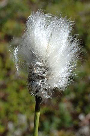 Eriophorum vaginatum \ Scheiden-Wollgras / Hare's-Tail Cotton Grass, A Bad Gastein 29.6.2025 Eriophorum vaginatum \ Scheiden-Wollgras / Hare's-Tail Cotton Grass, A Bad Gastein 29.6.2025
