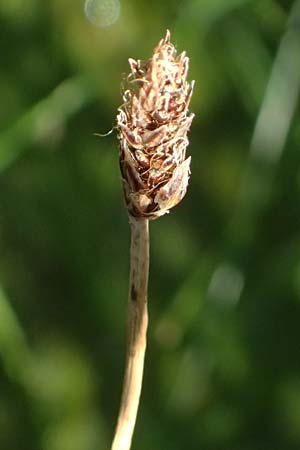 Eleocharis vulgaris / Common Spike Rush, A Wien 16.8.2026