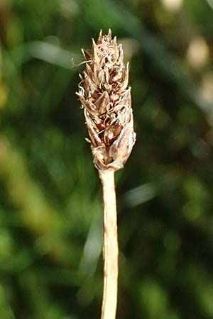 Eleocharis vulgaris / Common Spike Rush, A Wien 16.8.2026