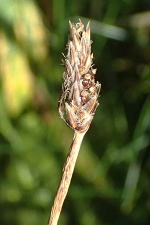 Eleocharis vulgaris / Common Spike Rush, A Wien 16.8.2026