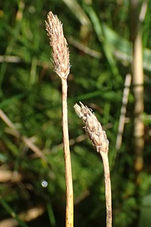 Eleocharis vulgaris / Common Spike Rush, A Wien 16.8.2026