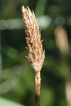 Eleocharis vulgaris / Common Spike Rush, A Wien 16.8.2026