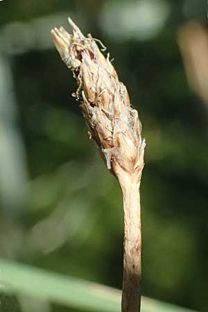 Eleocharis vulgaris / Common Spike Rush, A Wien 16.8.2026
