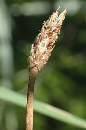 Eleocharis vulgaris / Common Spike Rush, A Wien 16.8.2026
