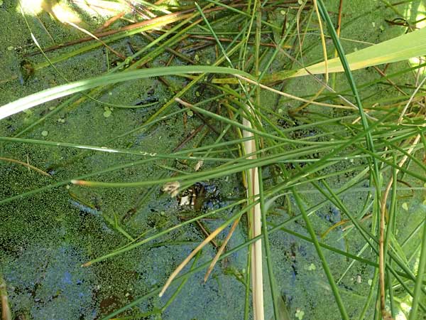 Eleocharis vulgaris / Common Spike Rush, A Wien 16.8.2026