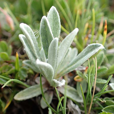 Leontopodium alpinum \ Edelwei / Edelweiss, A Trenchtling 3.7.2019