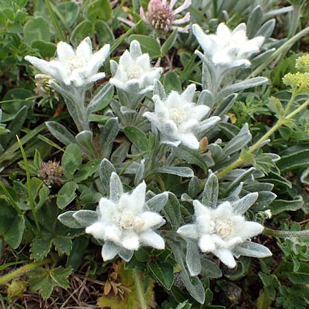 Leontopodium alpinum \ Edelwei / Edelweiss, A Trenchtling 3.7.2019