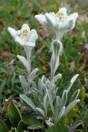 Leontopodium alpinum \ Edelwei / Edelweiss, A Trenchtling 3.7.2019