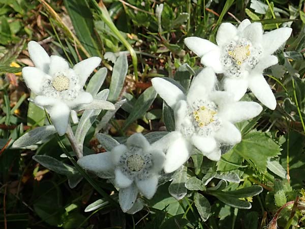 Leontopodium alpinum \ Edelwei / Edelweiss, A Rax 28.6.2020
