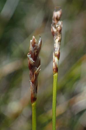 Carex myosuroides \ Nacktried, hren-Schuppenried / Bellardi Bog Sedge, A Wölzer Tauern, Kleiner Zinken 24.7.2021