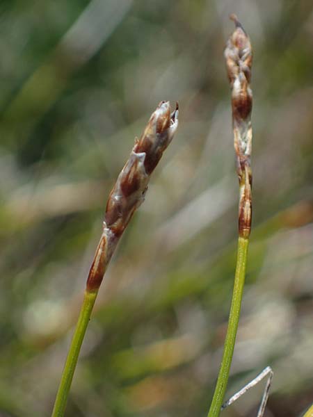 Carex myosuroides \ Nacktried, hren-Schuppenried / Bellardi Bog Sedge, A Wölzer Tauern, Kleiner Zinken 24.7.2021