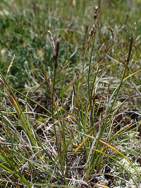 Carex myosuroides \ Nacktried, hren-Schuppenried / Bellardi Bog Sedge, A Wölzer Tauern, Kleiner Zinken 24.7.2021