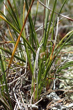 Carex myosuroides \ Nacktried, hren-Schuppenried / Bellardi Bog Sedge, A Wölzer Tauern, Kleiner Zinken 24.7.2021