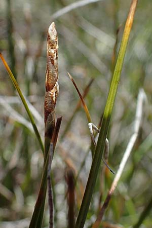 Carex myosuroides \ Nacktried, hren-Schuppenried / Bellardi Bog Sedge, A Wölzer Tauern, Kleiner Zinken 24.7.2021