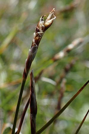 Carex myosuroides \ Nacktried, hren-Schuppenried / Bellardi Bog Sedge, A Wölzer Tauern, Kleiner Zinken 24.7.2021